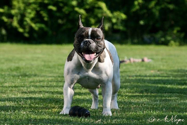 Sommer 2013 Annemarie Meyer Bremen Welpen Vom Kaiserlichen Kaiserbully Hamburg Franzosische Bulldogge