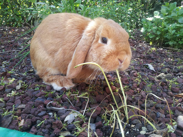 Coniglio nano ariete Otto Bari Fulvo  mini lop coniglietti da compagnia