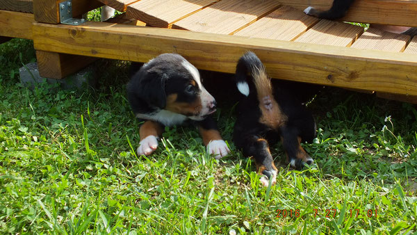 Appenzeller Sennenhunde von Kirsten Becker