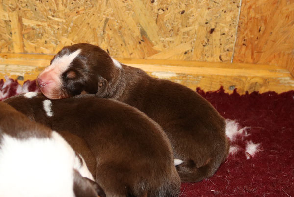 Elliot, Appenzeller Sennenhund aus dem Flößerdorf