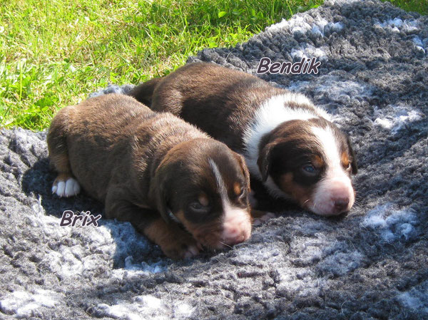 Brix & Bendik aus dem Flößerdorf