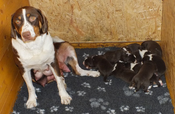 Cleo, Appenzeller Sennenhund mit Welpen