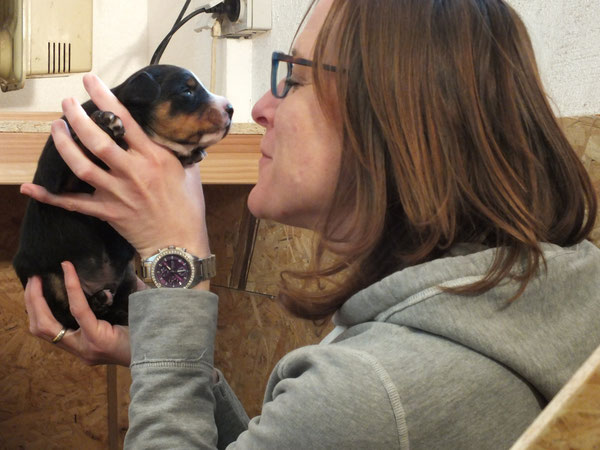 Appenzeller Sennenhunde aus Steinmauern, Baden-Württemberg