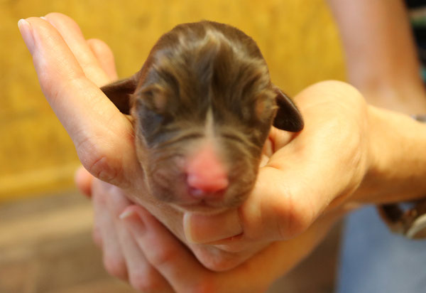 Appenzeller Sennenhunde Welpen 2019 in havannabraun