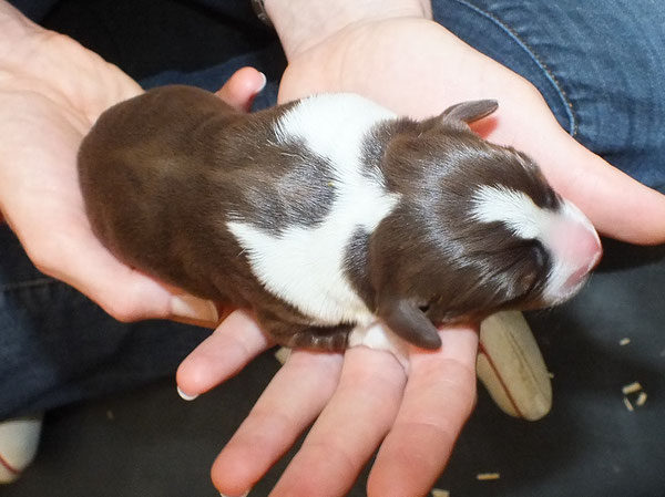 Appenzeller Sennenhund Welpen