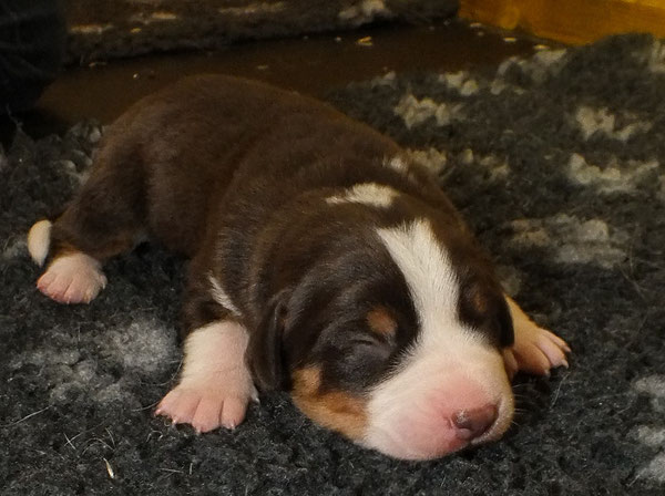 Betty aus dem Flößerdorf Steinmauern