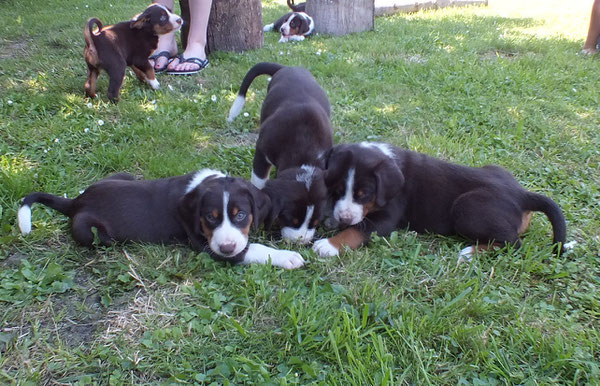 Bente, Betsy und Bonnie