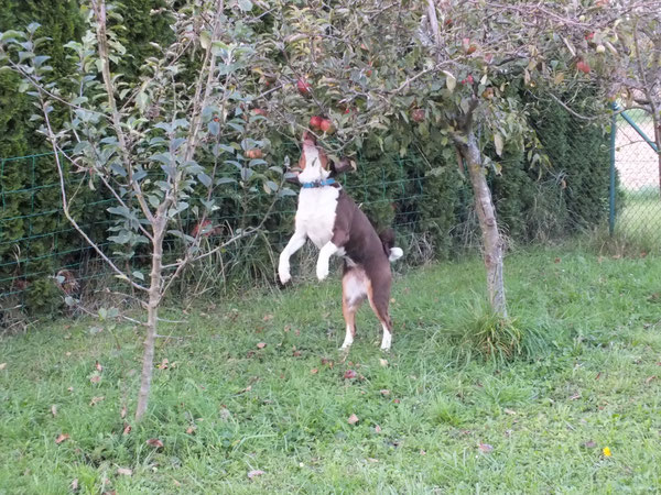 havannabrauner Appenzeller Sennenhund beim Apfelklau