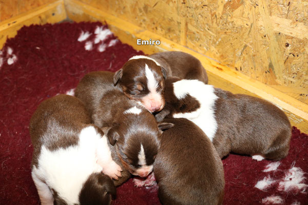 Emiro, Appenzeller Sennenhundewelpen 2019