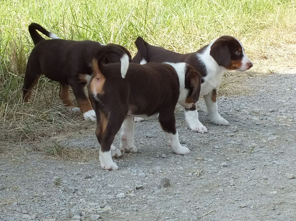 Welpen aus dem Flößerdorf