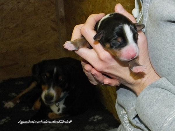 Sennenhund Welpen in der Wurfkiste