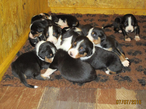 Appenzeller Sennenhunde Welpen 2016