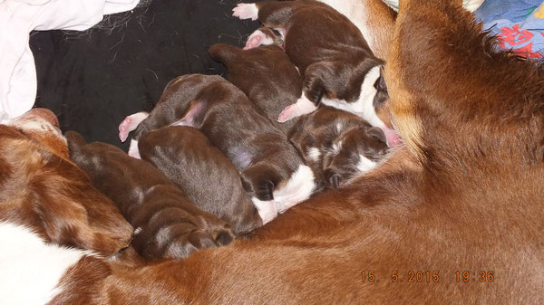 Sennenhundezucht in havannabraun