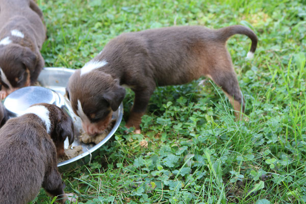 Appenzeller Sennenhunde VGAS Hundezucht