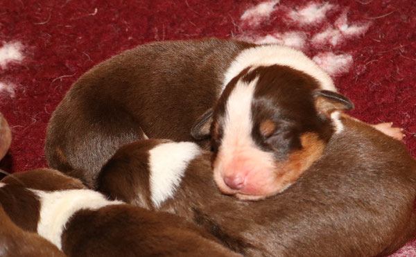 Erik, Appenzeller Sennenhund aus dem Flösserdorf