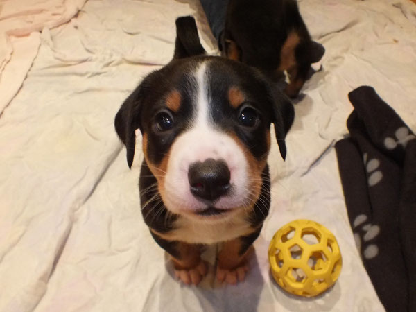 Sennenhunde aus dem Flößerdorf