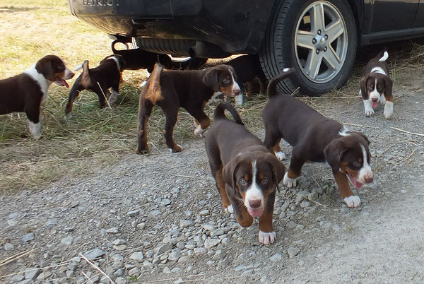 Appenzeller Sennenhundewurf von Kirsten Becker