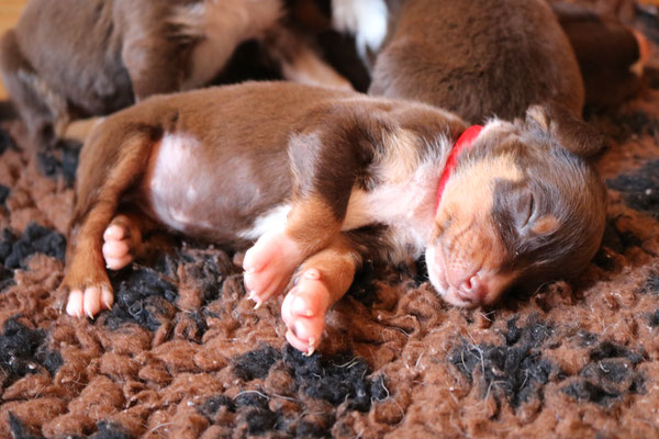 Appenzeller Sennenhunde von Kirsten Becker