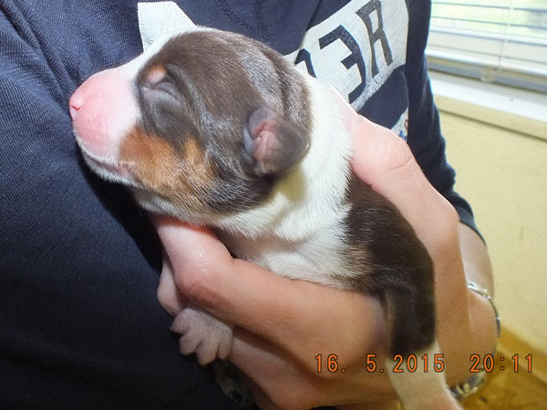 Appenzeller Sennenhunde, Zwinger aus dem Flößerdorf