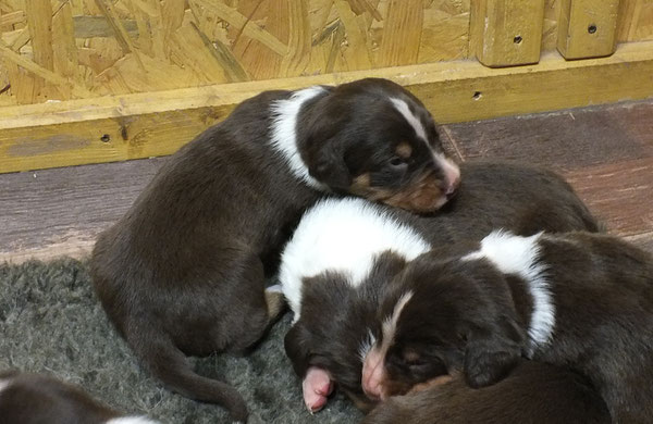 Dea oben, Dexter unten & Daray rechts