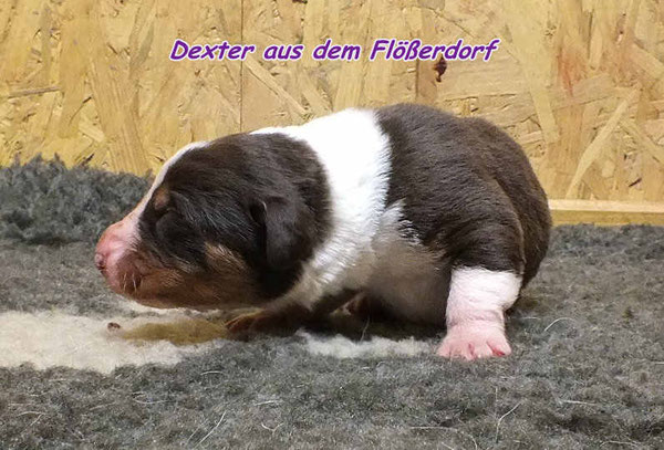 Dexter, havannabrauner Rüde aus dem Flößerdorf