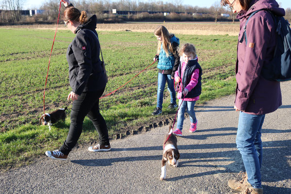 Appenzeller Sennenhunde aus dem Flößerdorf