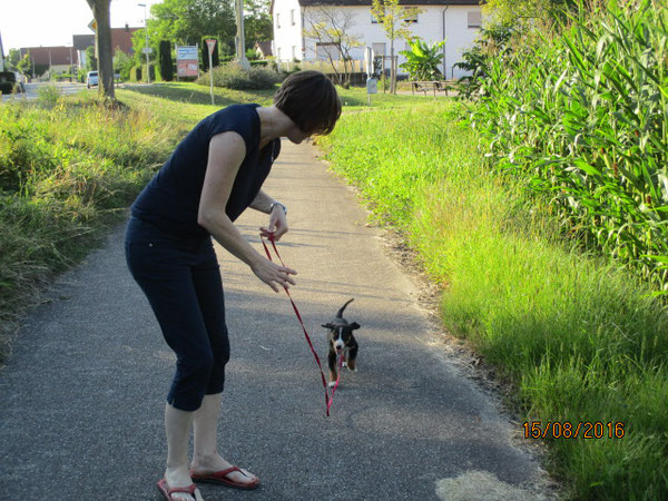 "Einzeltraining" mit der Leine auf dem Radweg direkt neben der Hauptstraße.