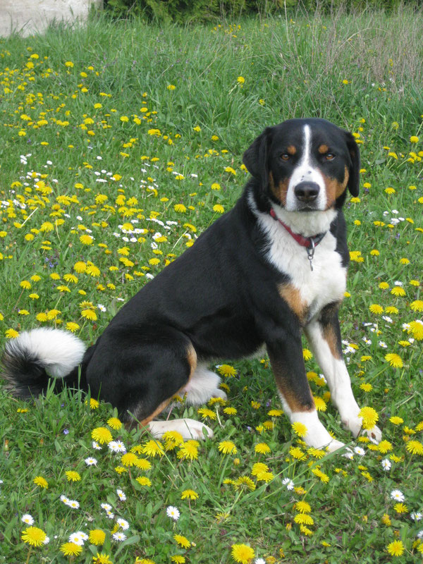 Appenzeller Sennenhund Rüde