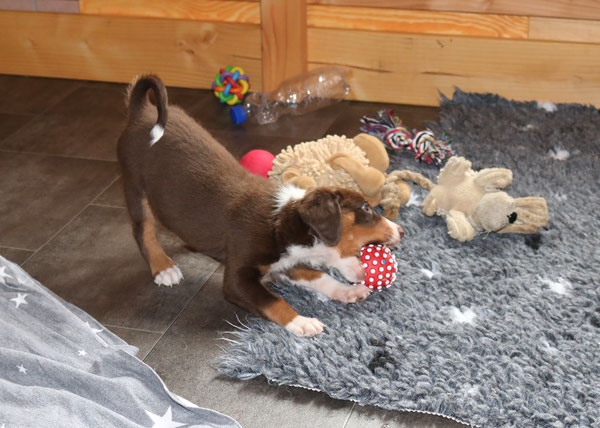 Appenzeller Sennenhund in braun