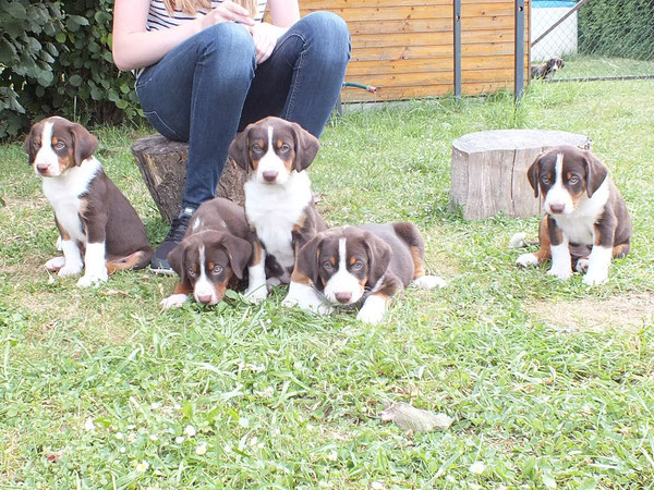 Appenzeller Sennenhundezucht von Kirsten Becker