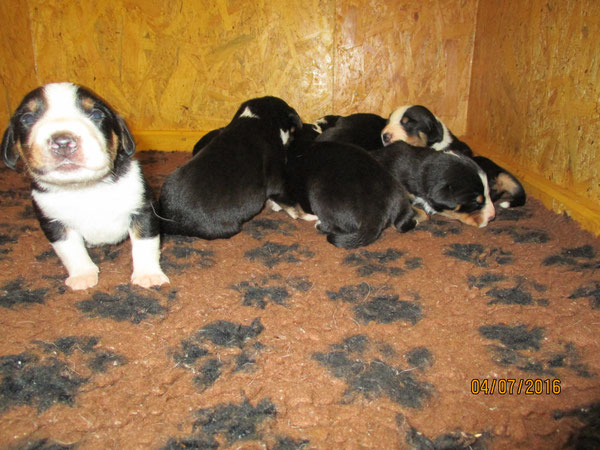 Appenzeller Sennenhunde Welpen 2016