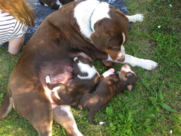 Brix und Bendik mit Mama