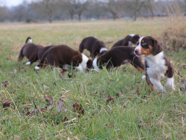 Appenzeller Sennenhund Welpen Baden-Württemberg