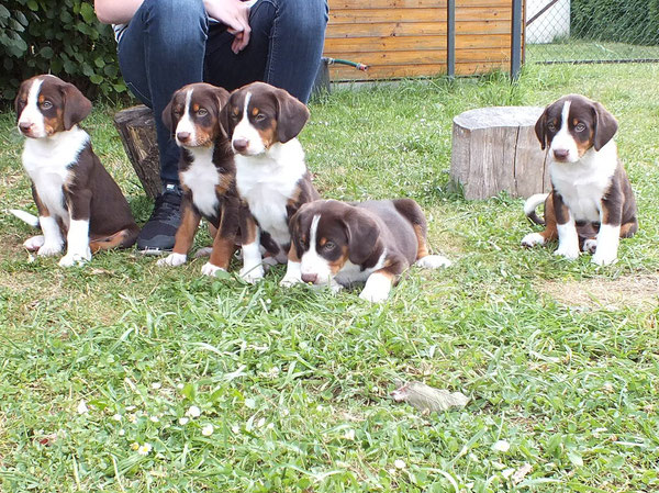 Gruppenbilder Von Unserem B Wurf Appenzeller Sennenhunde Aus Dem Flosserdorf