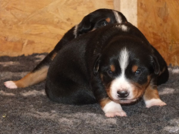 Appenzeller Sennenhunde