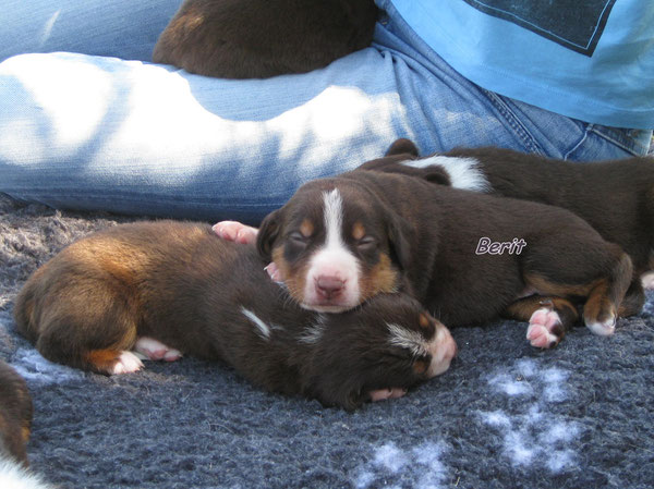 braune Appenzeller Sennenhunde