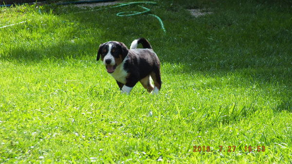 Appenzeller Sennenhund von Kirsten Becker