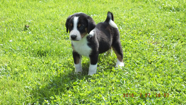 Appenzeller Sennenhunde von Kirsten Becker