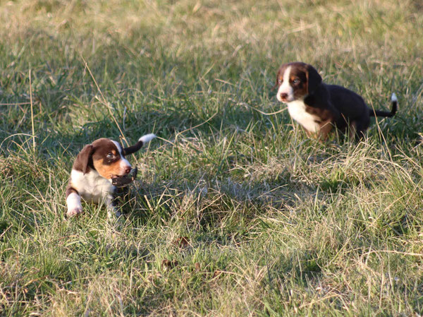 Appenzeller Sennenhunde Welpen aus dem Flösserdorf