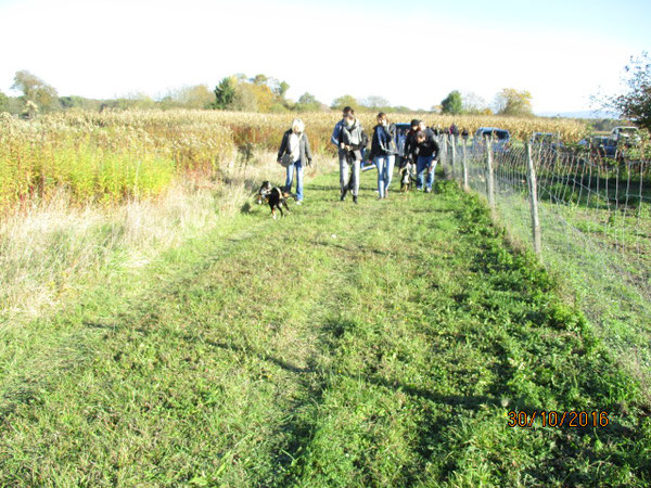 Welpentreff C-Wurf, Appenzeller Sennenhunde aus dem Flößerdorf