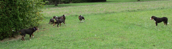 Appenzeller Sennenhunde aus dem Flößerdorf, Junghunde im Alter von knapp 5 Monaten.