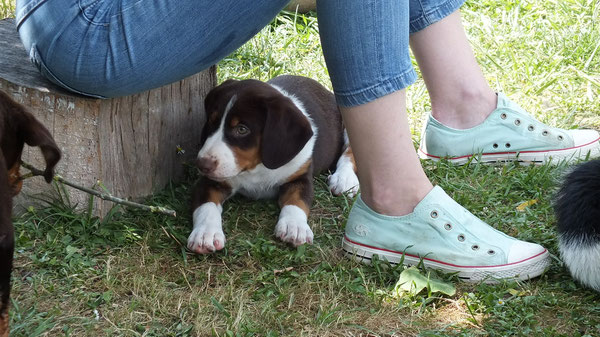 Bailey aus dem Flößerdorf