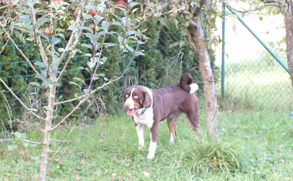 Appenzeller in havannabrauner Grundfarbe