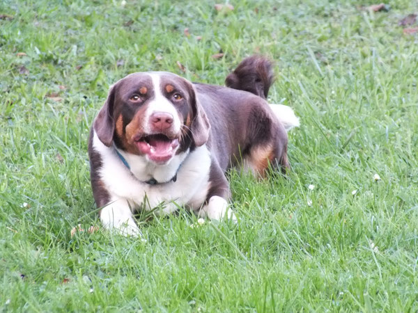 Appenzeller Sennenhund aus dem Flößerdorf in braun