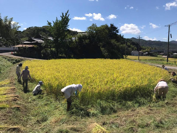 写真：稲刈りの風景。淡河は神戸市のなかでも農村地域で自然にあふれています。