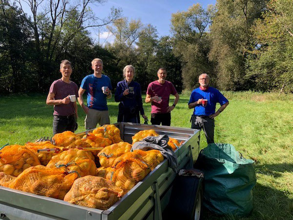 Im Herbst 2023 fand die Apfelernte nur auf dem NABU-Streuobstwiesengrundstück Hallgarten statt, da die Bäume auf dem Neufeld kaum Früchte trugen. Mit 6 Aktiven wurden in 2 Std. 320kg Äpfel geerntet (Foto K. May).