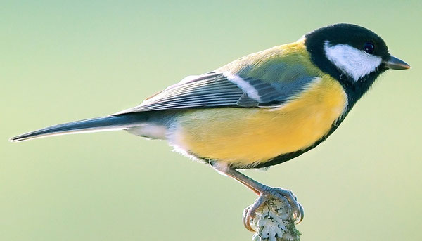 By Luc Viatour from Bruxelles, Belgique (Parus major Luc Viatour) [CC-BY-SA-2.0 (http://creativecommons.org/licenses/by-sa/2.0)], via Wikimedia Commons