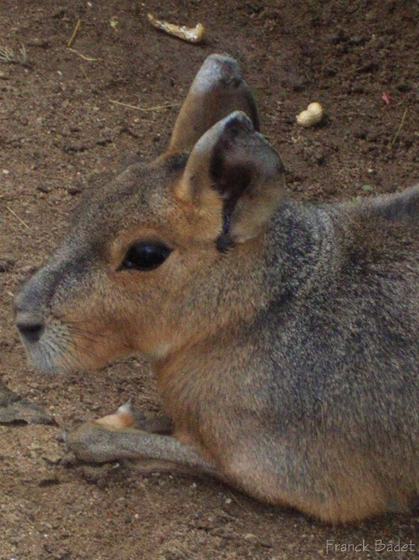 mara ou lievre de patagonie