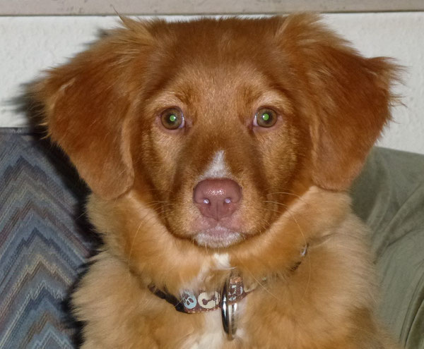 Ein Prachtmädchen! Nova Scotia Duck Tolling Retriever Mariendals Red Nose Snoki Nita