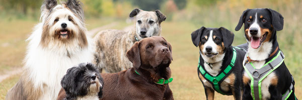 Tarpenrudel Hundebetreuung